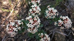 Pomaderris obcordata