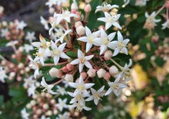 Pomaderris obcordata