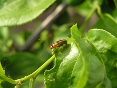 Phyllobrotica signata