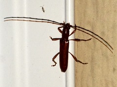 Psyrassa unicolor