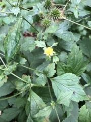 Geum urbanum