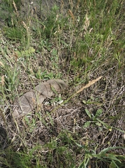 Spalax microphthalmus