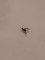 Palloptera umbellatarum