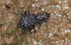Elaphrus cupreus
