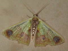 Agathiopsis basipuncta