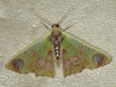 Agathiopsis basipuncta