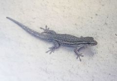 Lygodactylus capensis