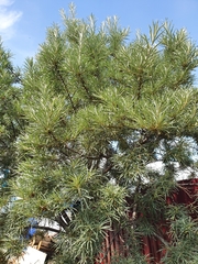 Hippophae rhamnoides