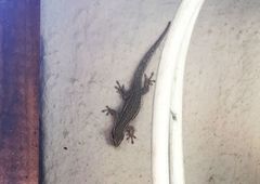 Lygodactylus capensis