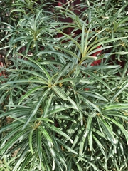 Hippophae rhamnoides