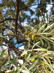 Hippophae rhamnoides