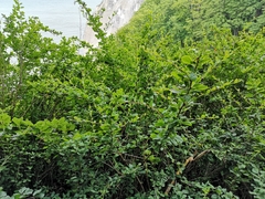 Berberis vulgaris
