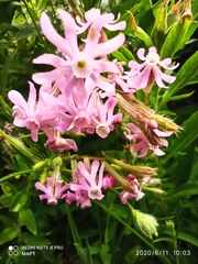 Silene bellidifolia