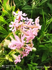 Silene bellidifolia