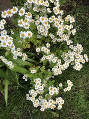Tanacetum parthenium