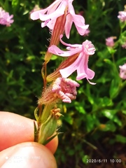Silene bellidifolia
