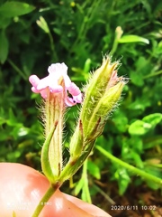 Silene bellidifolia