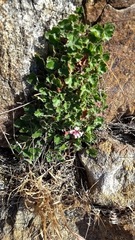 Heuchera brevistaminea