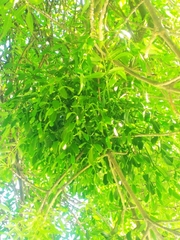 Viscum album