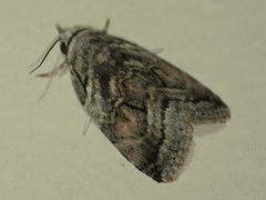 Thriponea orbiculigera