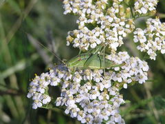 Poecilimon intermedius