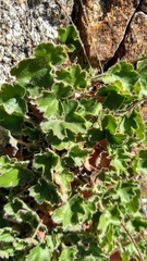 Heuchera brevistaminea