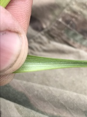 Juncus castaneus castaneus