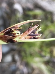 Juncus castaneus castaneus
