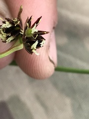 Juncus castaneus castaneus