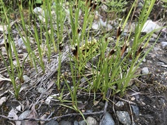 Juncus castaneus castaneus