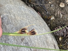 Juncus castaneus castaneus