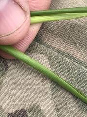 Juncus castaneus castaneus