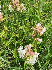 Saponaria officinalis