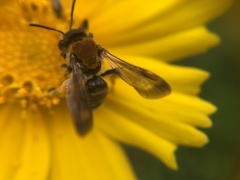 Andrena chengtehensis