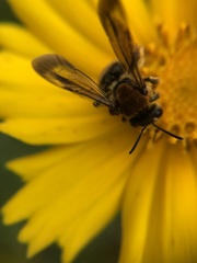 Andrena chengtehensis
