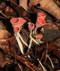 Microstoma changchunense - Photo (c) V.S. Volkotrub, some rights reserved (CC BY-NC), uploaded by V.S. Volkotrub