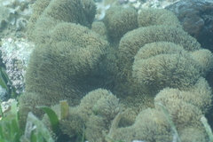 Stichodactyla gigantea