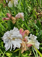 Saponaria officinalis