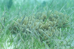 Macrodactyla doreensis