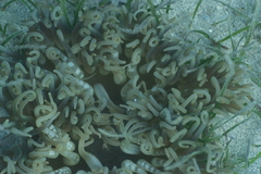 Macrodactyla doreensis