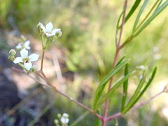 Zieria laxiflora
