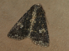 Condica dolorosa