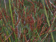 Allocasuarina paludosa