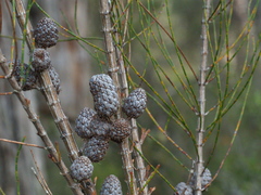 Allocasuarina paludosa