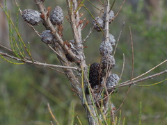 Allocasuarina paludosa