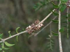 Melaleuca squarrosa