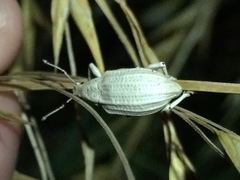 Compsus auricephalus