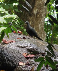 Ducula whartoni