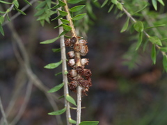 Melaleuca squarrosa