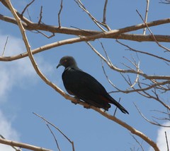 Ducula whartoni